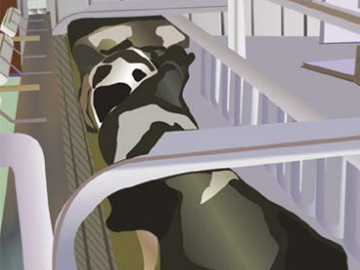 Вход животных