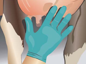 Подготовка к доению