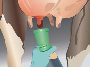 Обработка вымени и сосков перед доением