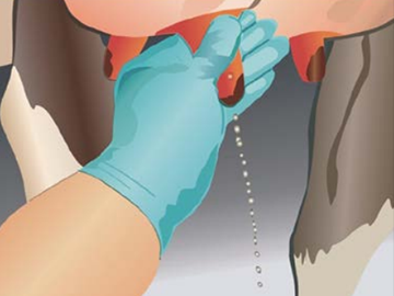 Сдаивание первых струй молока